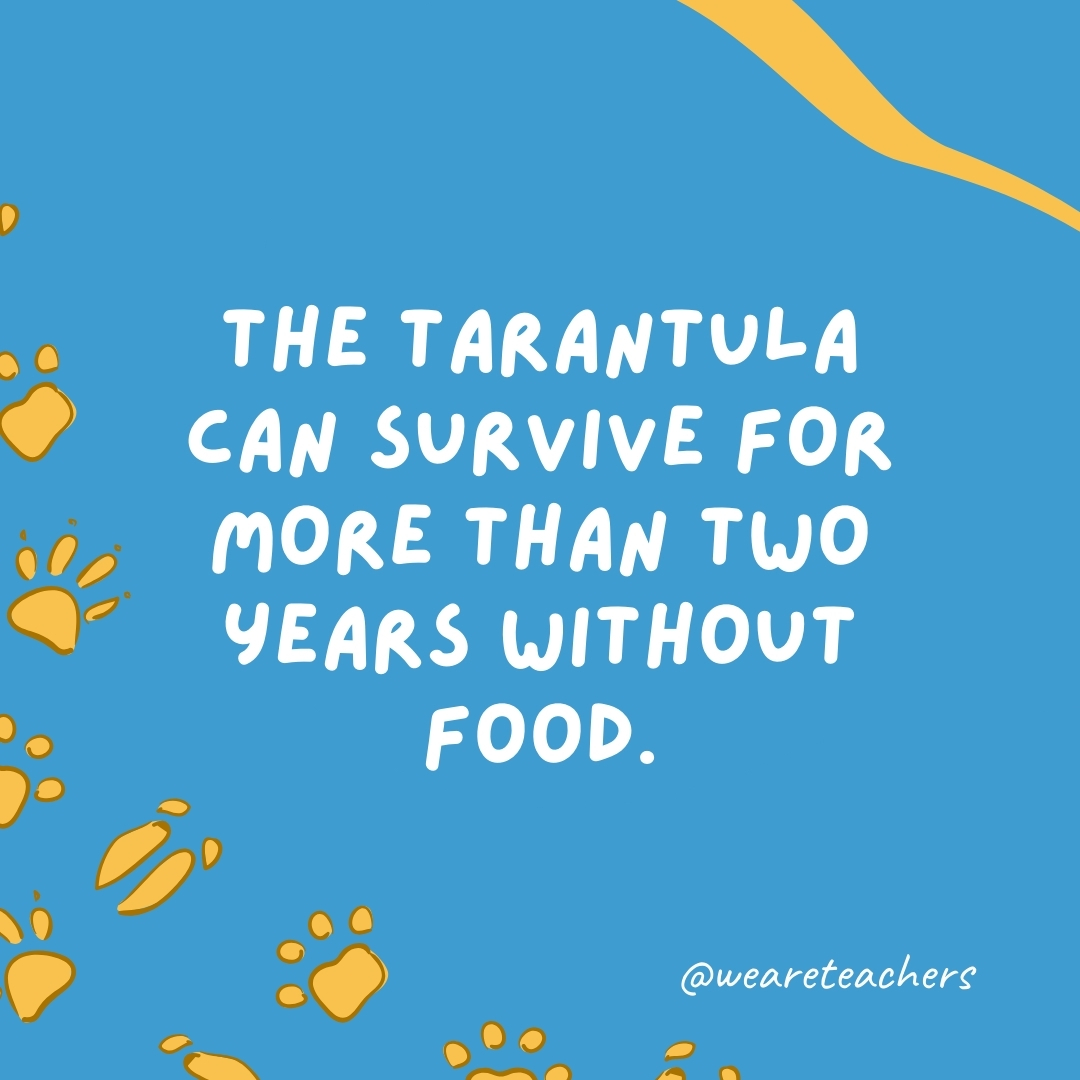The tarantula can survive for more than two years without food.