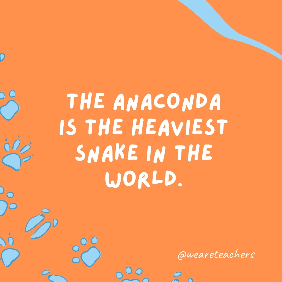 The anaconda is the heaviest snake in the world.- animal facts