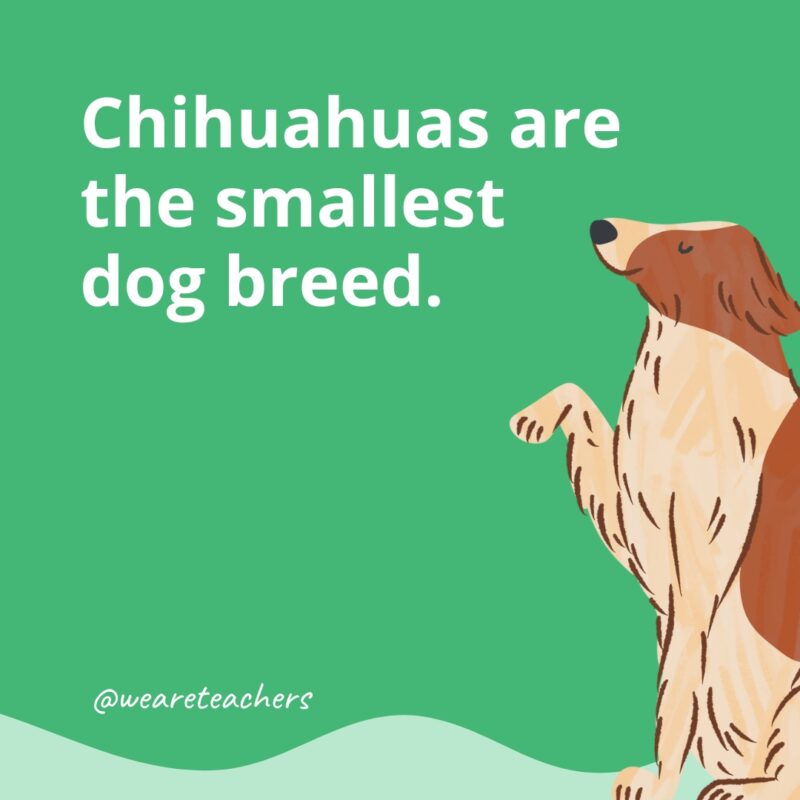 Chihuahuas are the smallest dog breed.- dog facts for kids