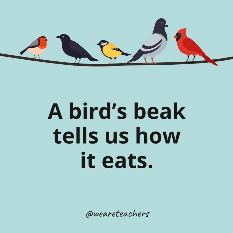 A bird's beak tells us how it eats.- bird facts