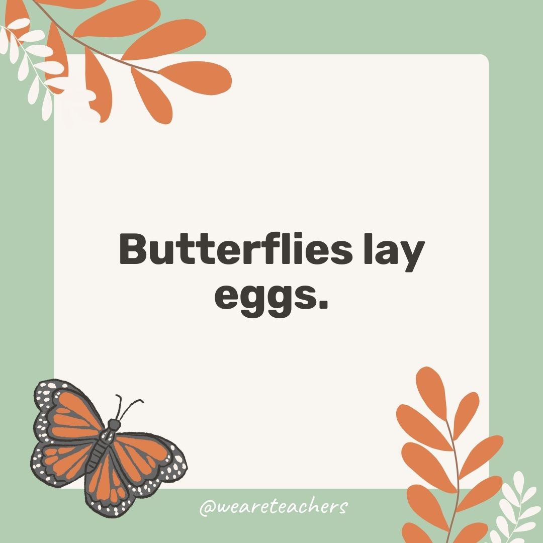 Butterflies lay eggs.
