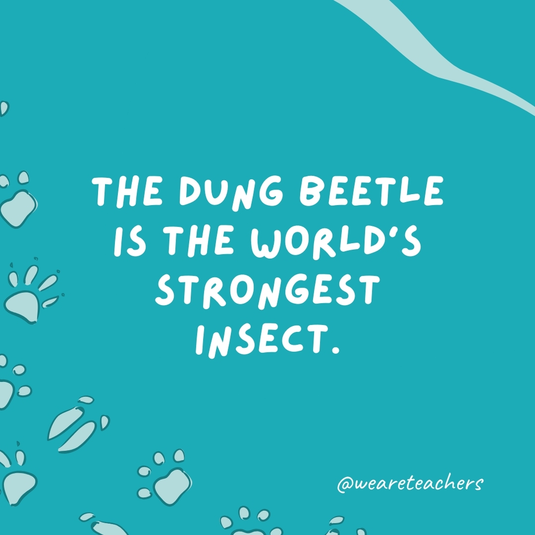 The dung beetle is the world's strongest insect.