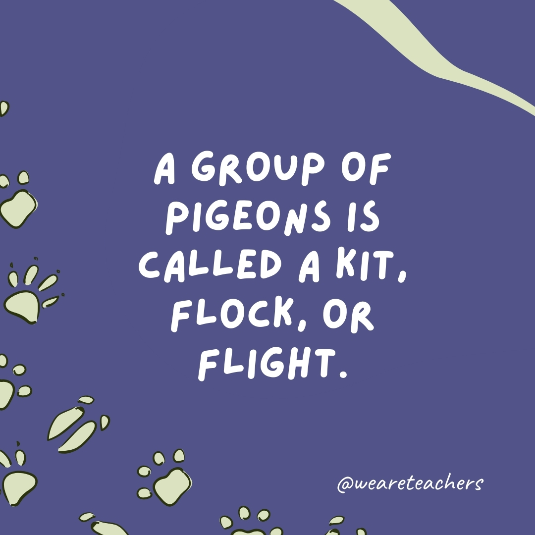 A group of pigeons is called a kit, flock, or flight.