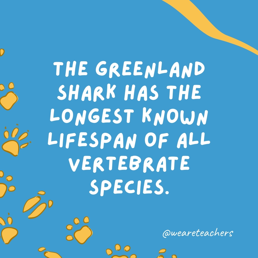 The Greenland shark has the longest known lifespan of all vertebrate species.