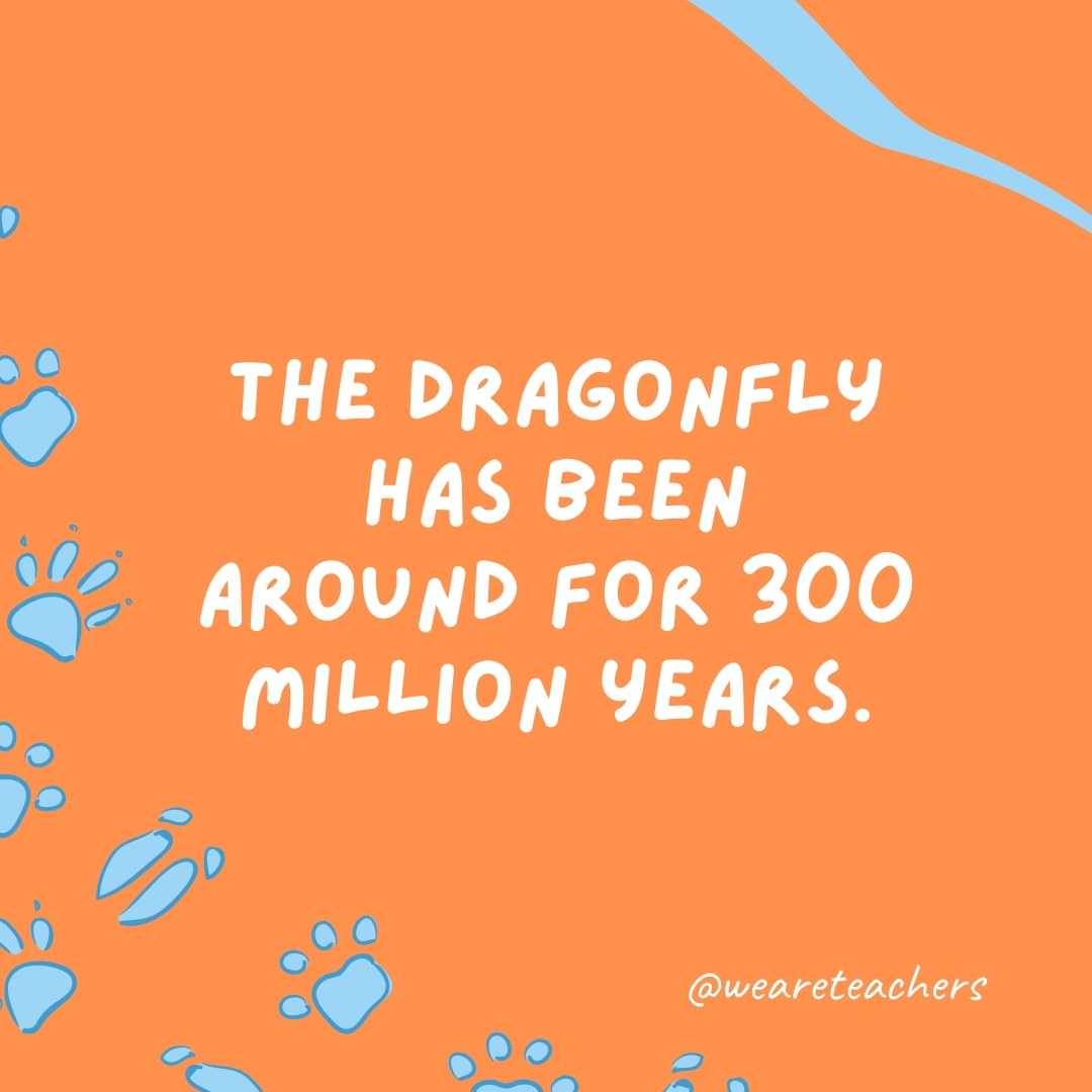 The dragonfly has been around for 300 million years.- animal facts