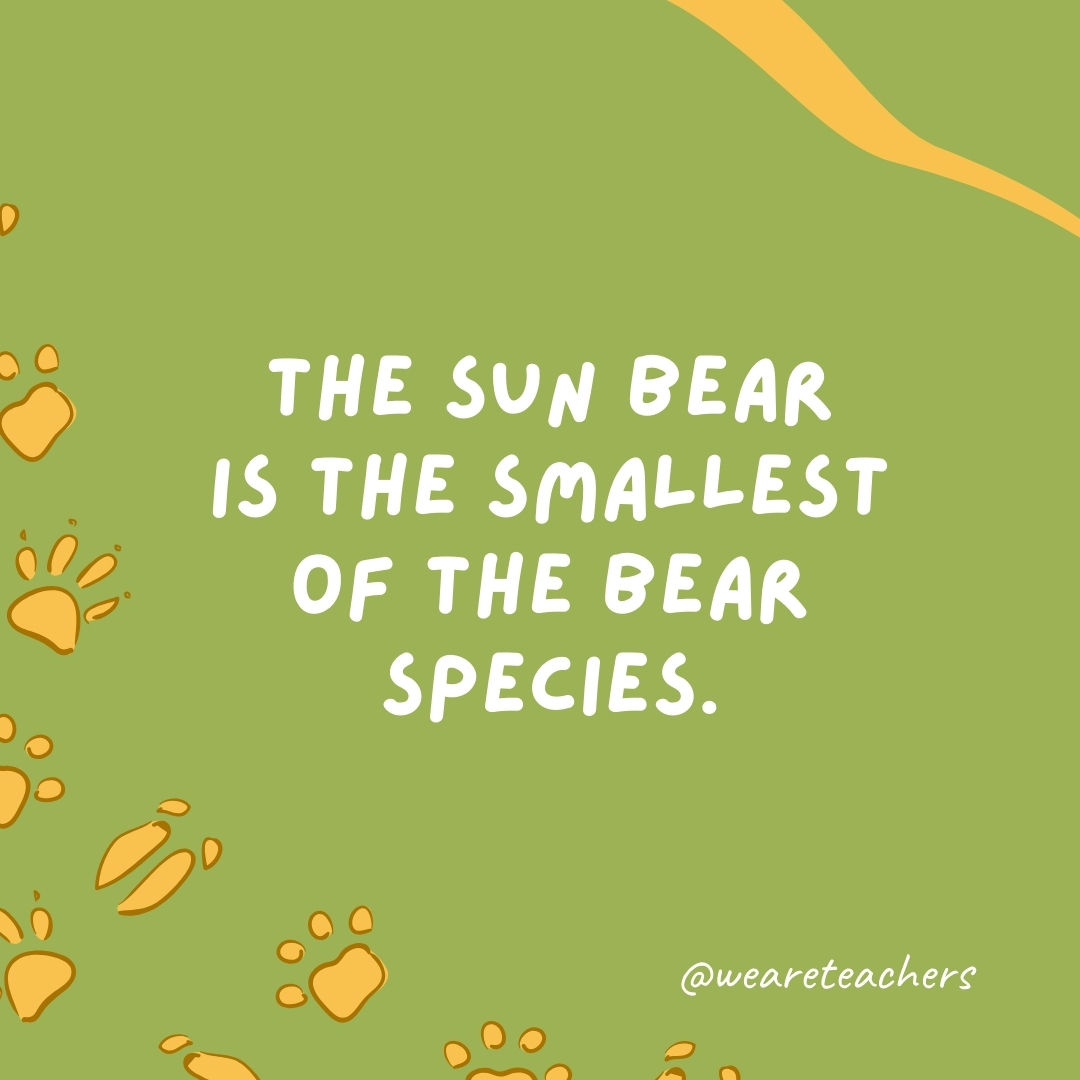 The sun bear is the smallest of the bear species.