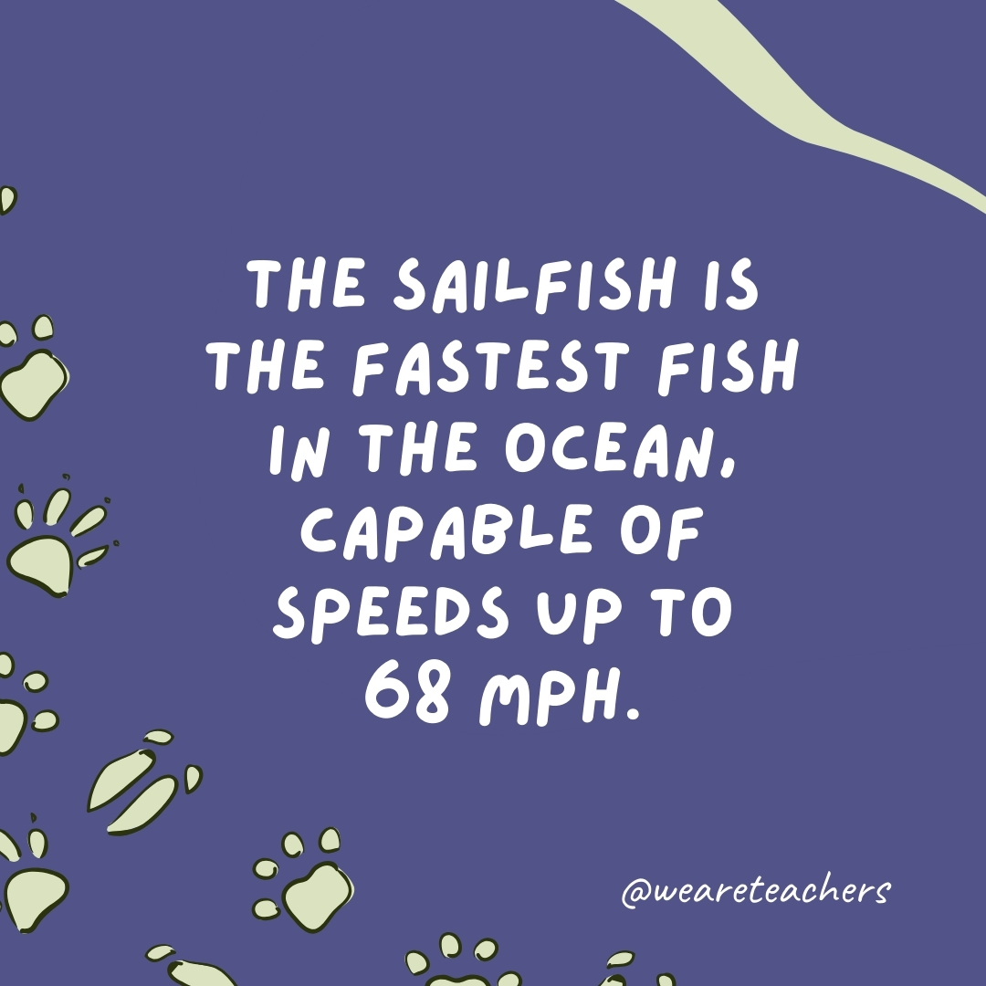 The sailfish is the fastest fish in the ocean, capable of speeds up to 68 mph.- animal facts