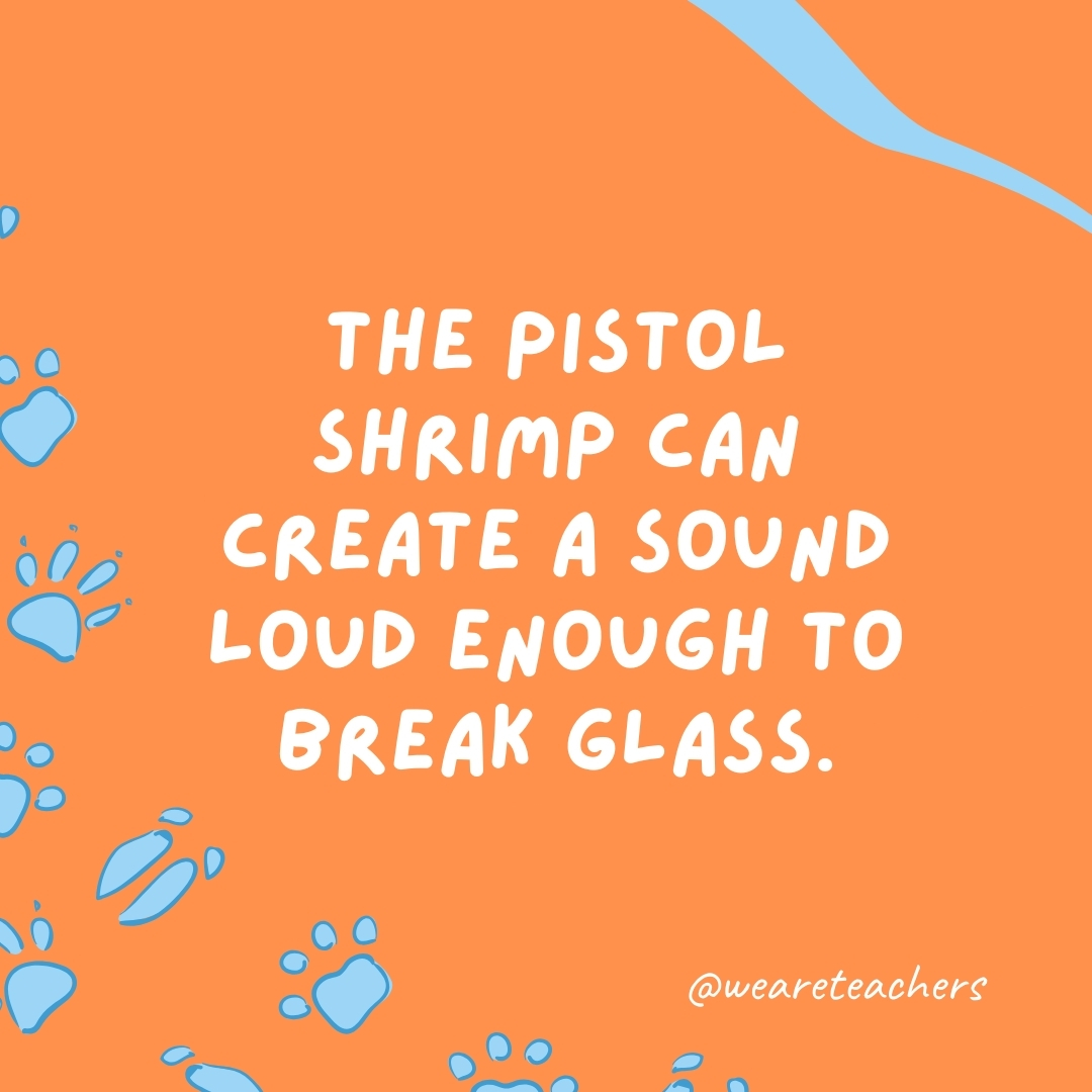 The pistol shrimp can create a sound loud enough to break glass.
