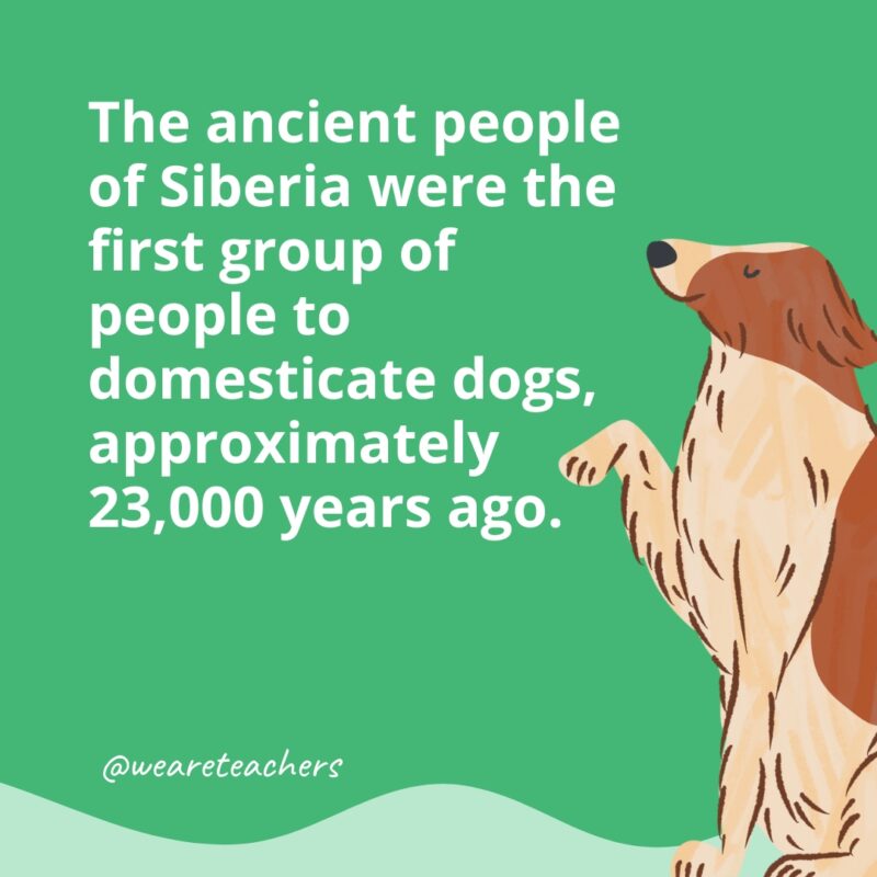 The ancient people of Siberia were the first group of people to domesticate dogs, approximately 23,000 years ago. 