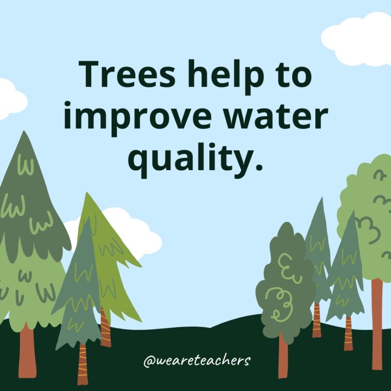 Trees help to improve water quality.