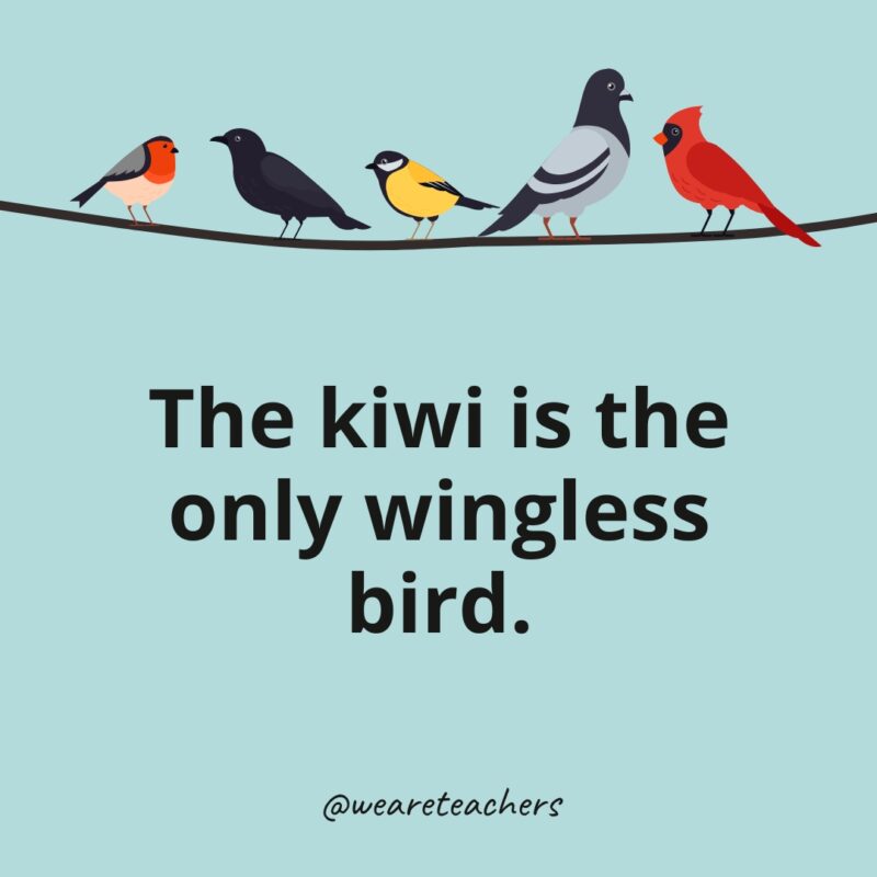 The kiwi is the only wingless bird.