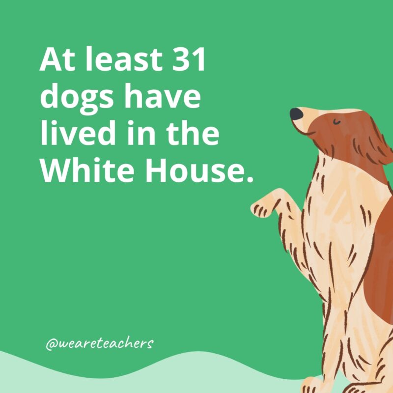 At least 31 dogs have lived in the White House.