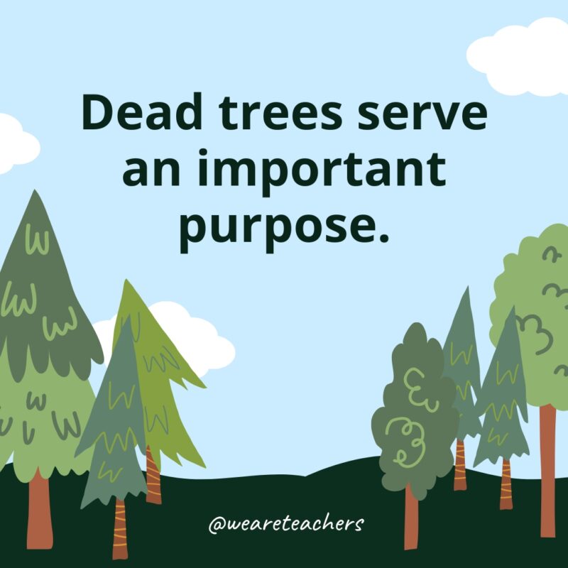 Dead trees serve an important purpose.