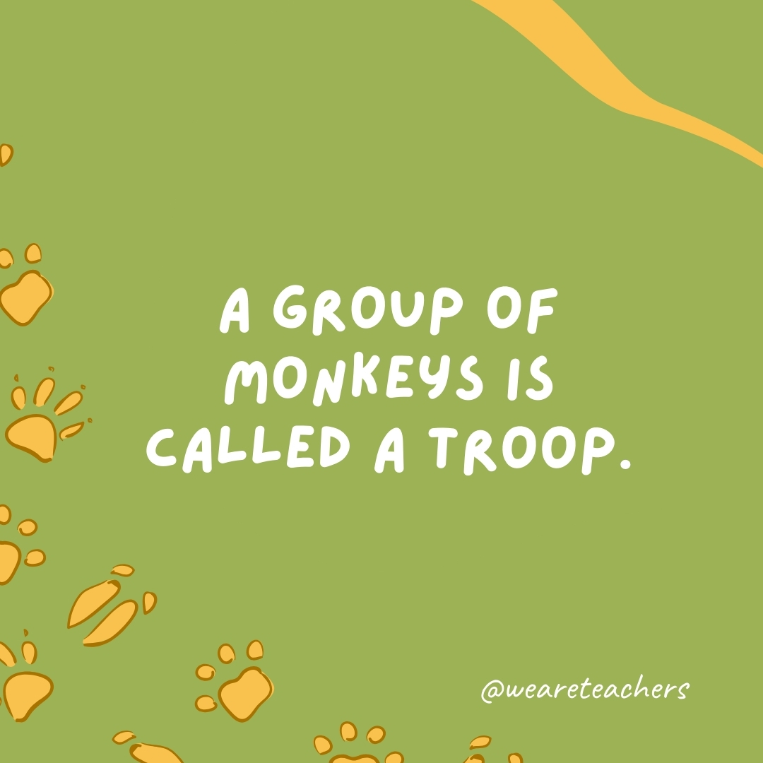 A group of monkeys is called a troop.