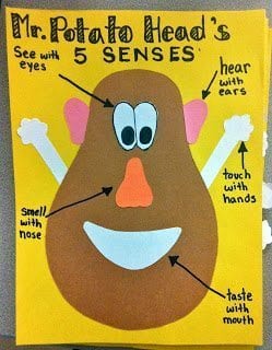 Mr. potato head poster with the 5 sense labelled, as an example of tips for pre-K teachers
