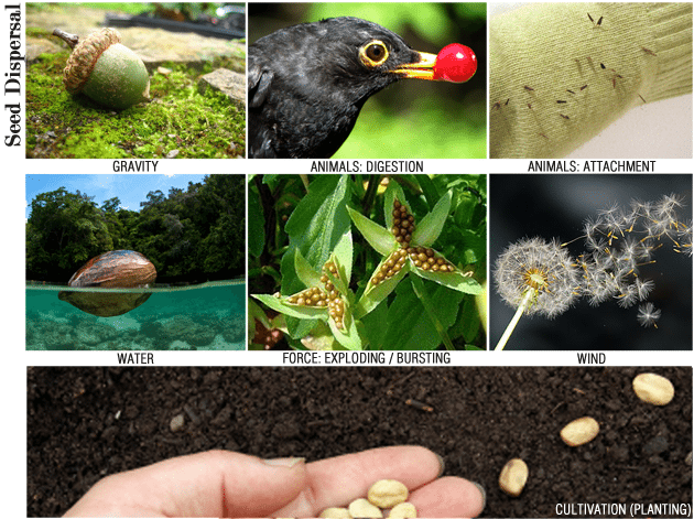 seed dispersal poster
