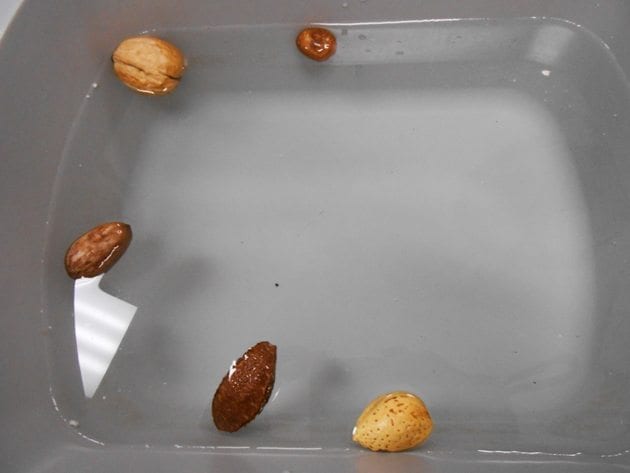 Sink-or-Float-Seeds