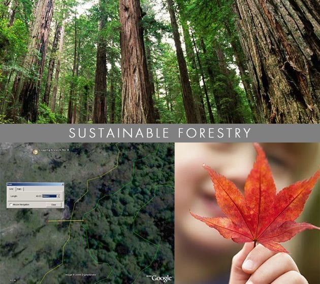 Sustainable-Forestry