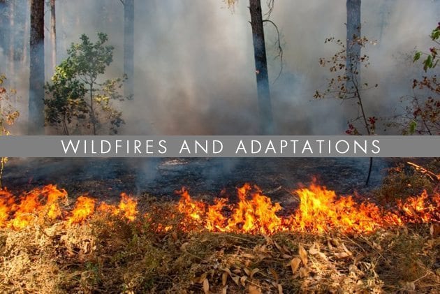 wildfires-and-adaptaions