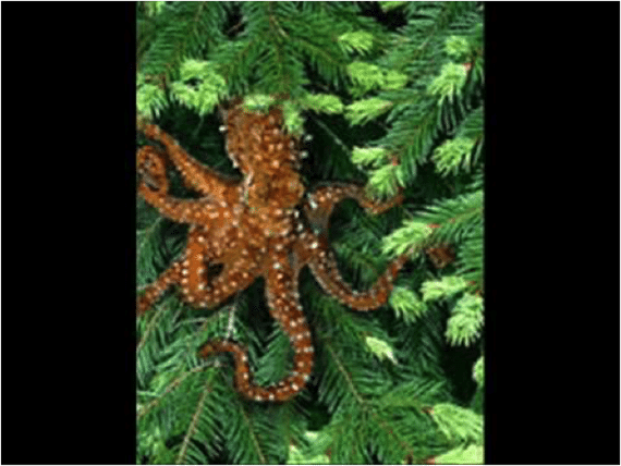 TreeOctopus