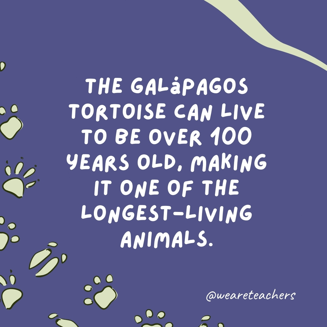 The Galápagos tortoise can live to be over 100 years old, making it one of the longest-living animals.