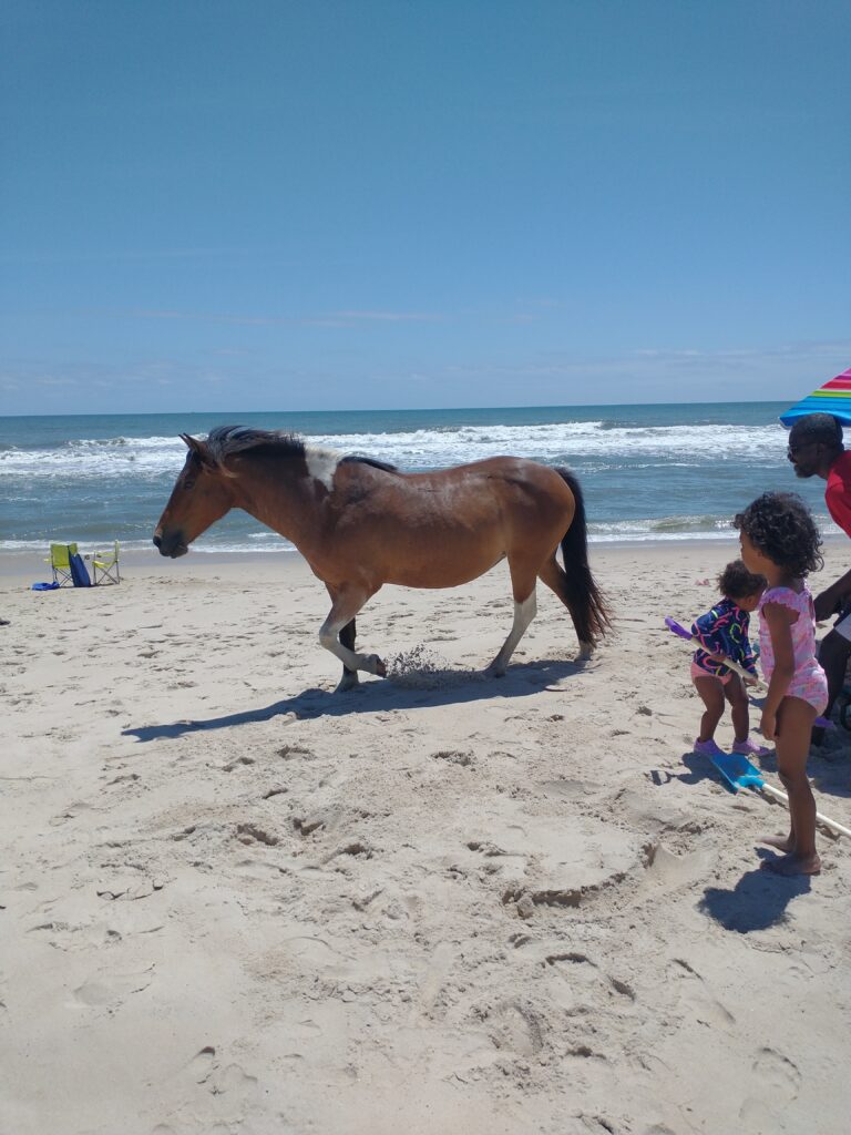 photo-of-pony-walking-on-beach
