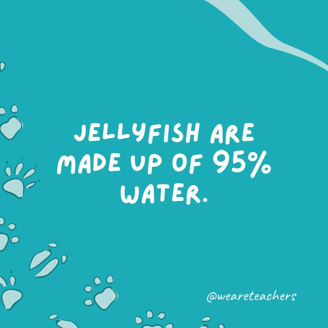 Jellyfish are made up of 95% water.