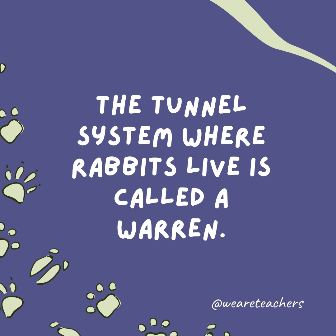 The tunnel system where rabbits live is called a warren.