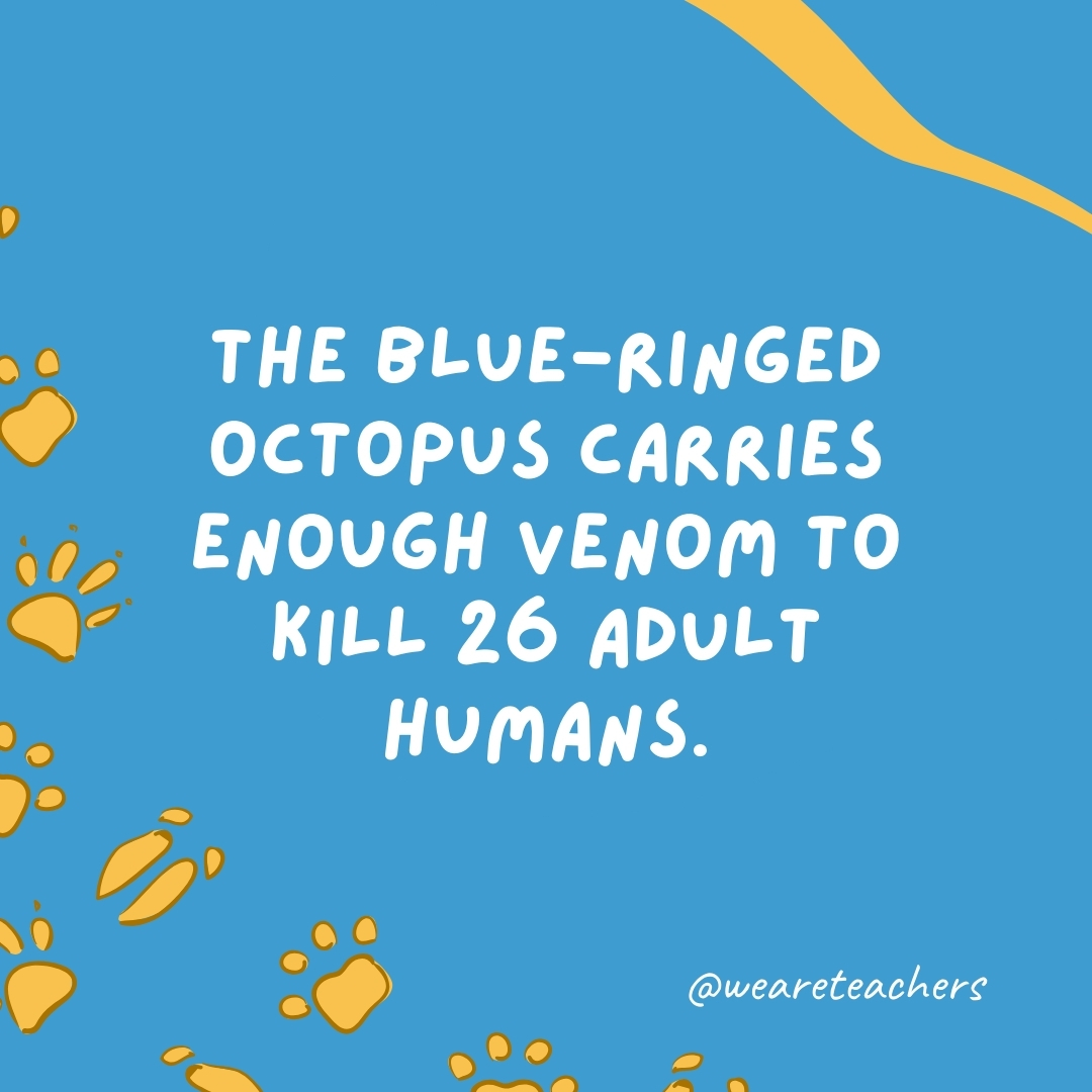 The blue-ringed octopus carries enough venom to kill 26 adult humans.