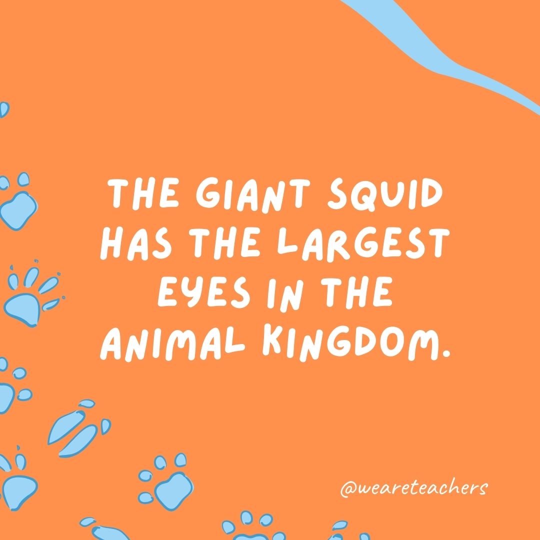 The giant squid has the largest eyes in the animal kingdom.- animal facts