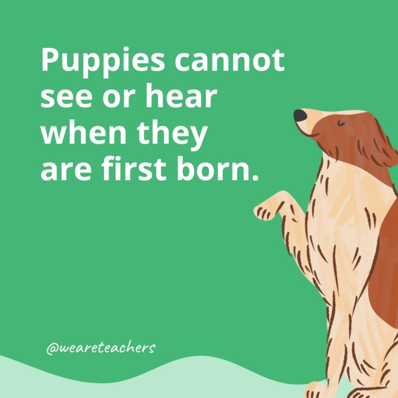 Puppies cannot see or hear when they are first born.