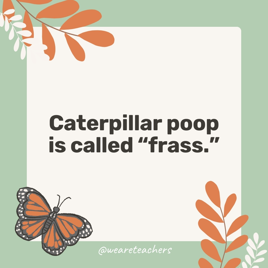 Caterpillar poop is called "frass."
