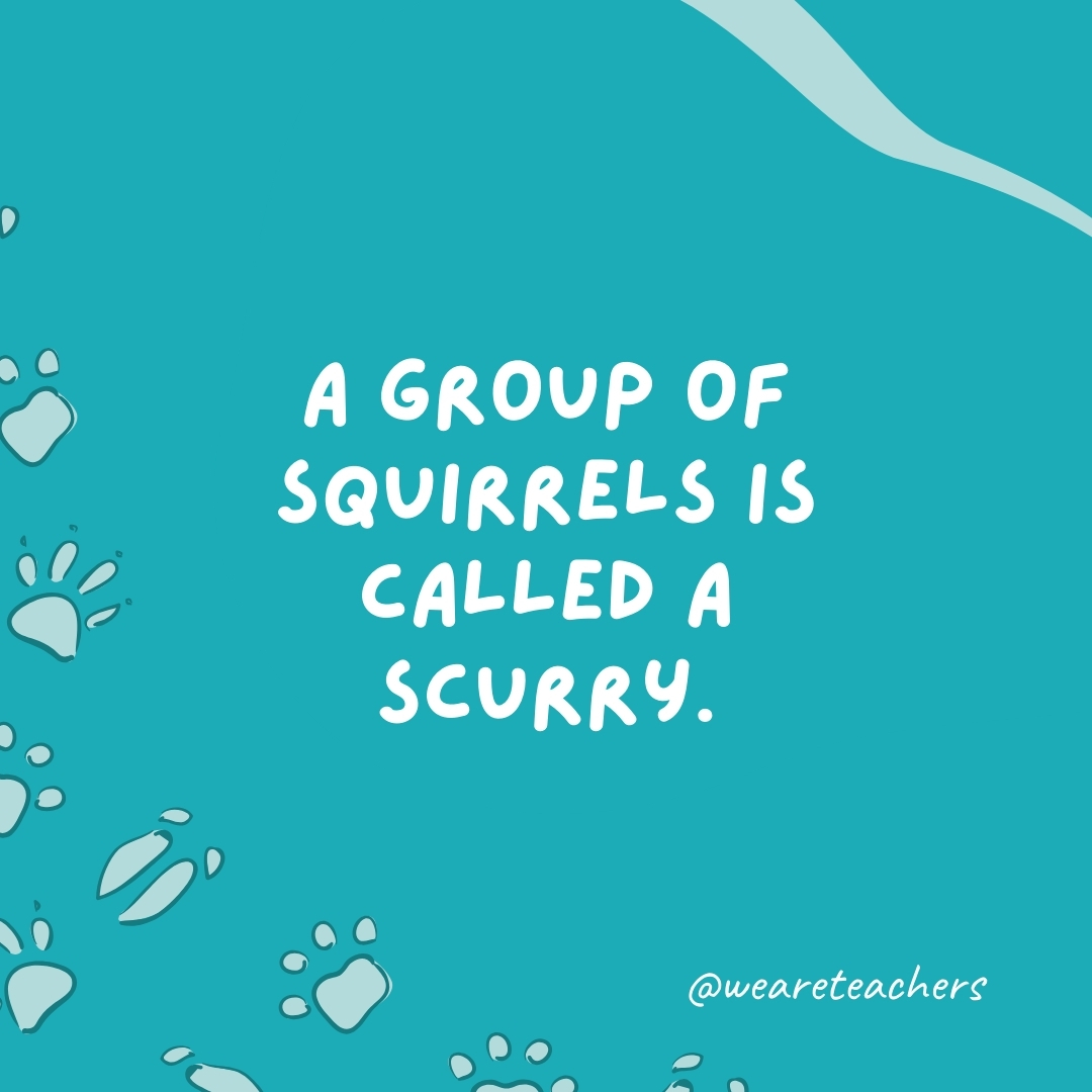 A group of squirrels is called a scurry.