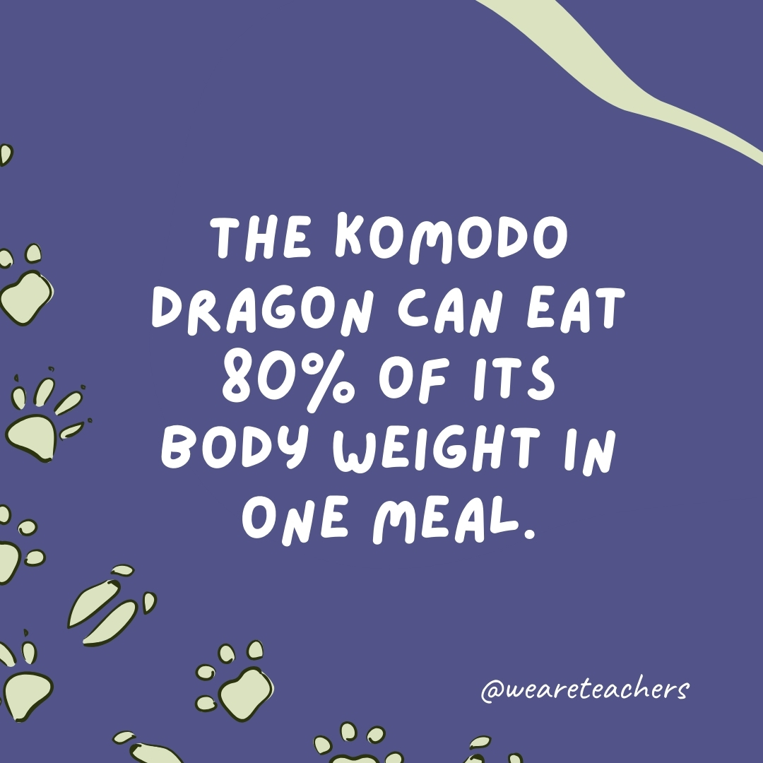 The komodo dragon can eat 80% of its body weight in one meal.- animal facts