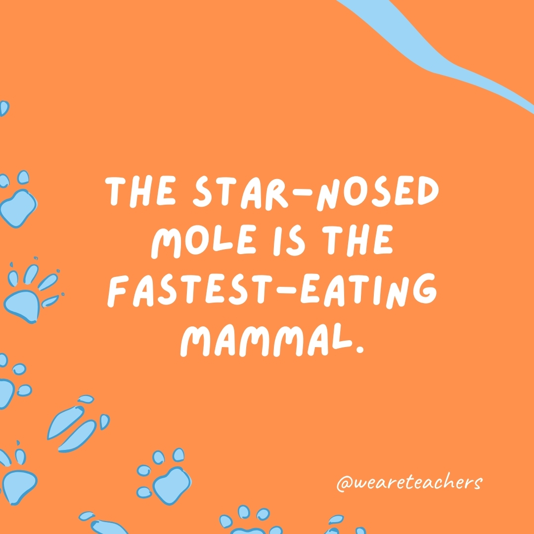The star-nosed mole is the fastest-eating mammal.- animal facts