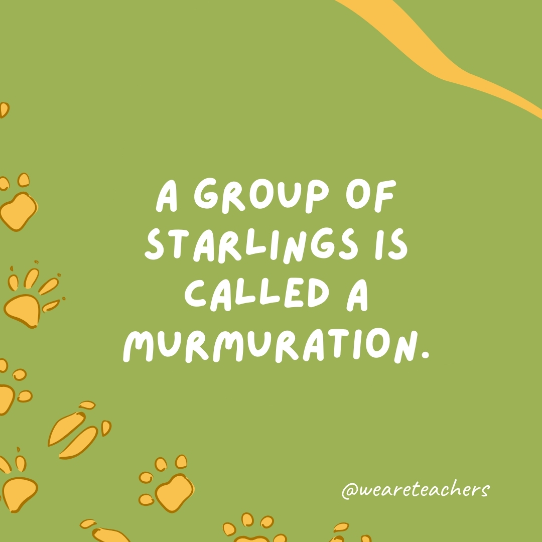 A group of starlings is called a murmuration.