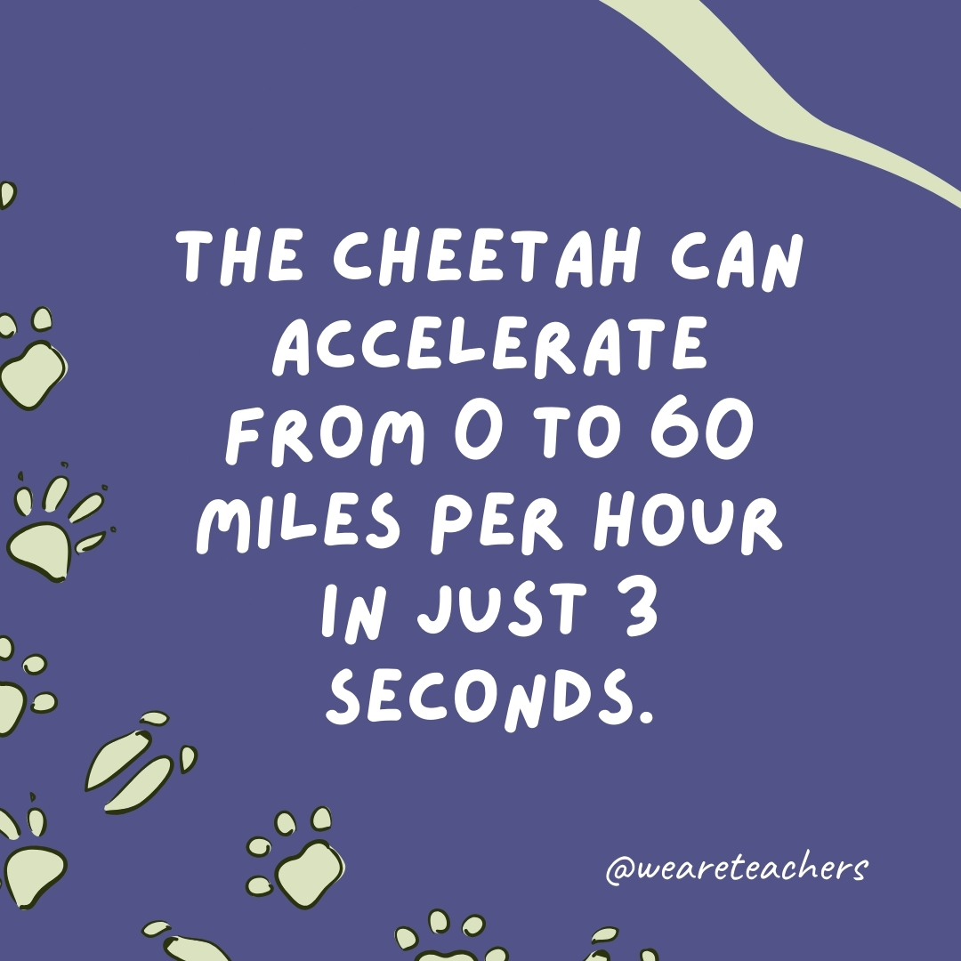 The cheetah can accelerate from 0 to 60 miles per hour in just 3 seconds.