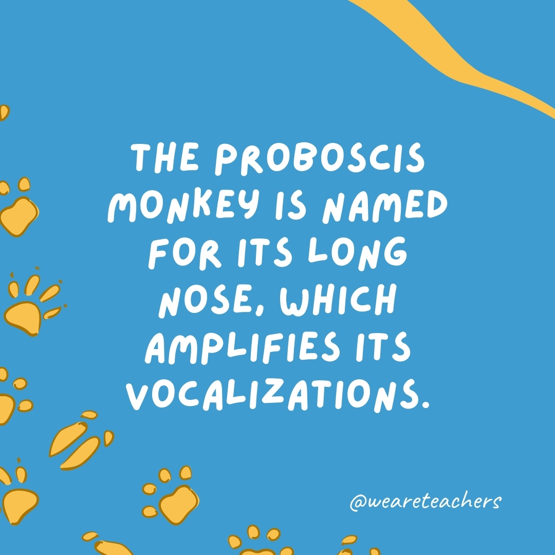 The proboscis monkey is named for its long nose, which amplifies its vocalizations.- animal facts