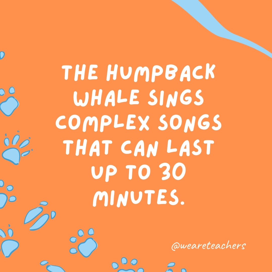 The humpback whale sings complex songs that can last up to 30 minutes.