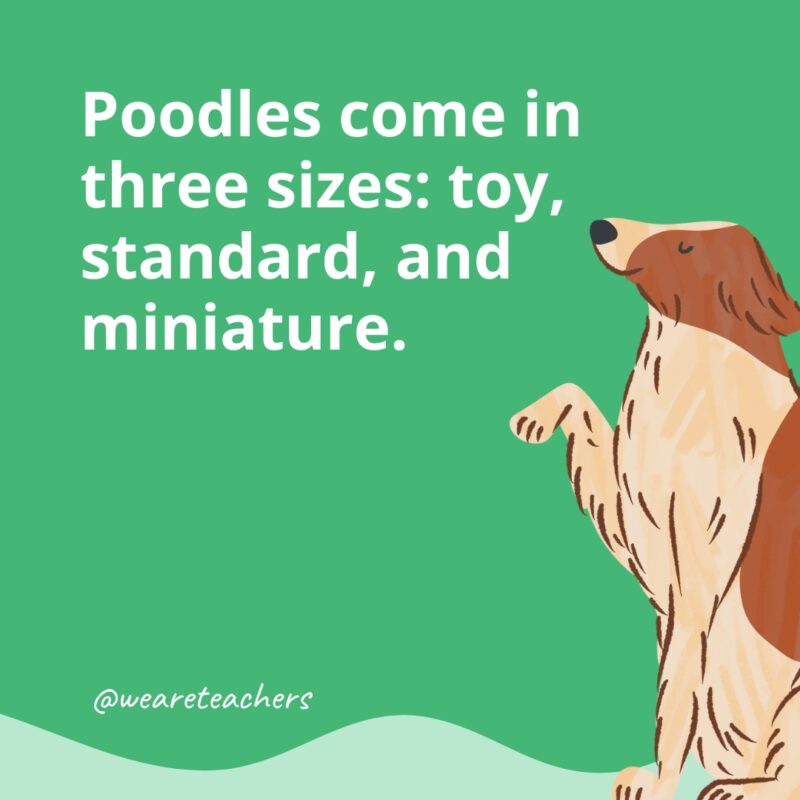 Poodles come in three sizes: toy, standard, and miniature. 