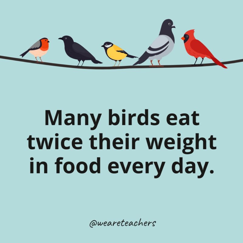 Many birds eat twice their weight in food every day.
