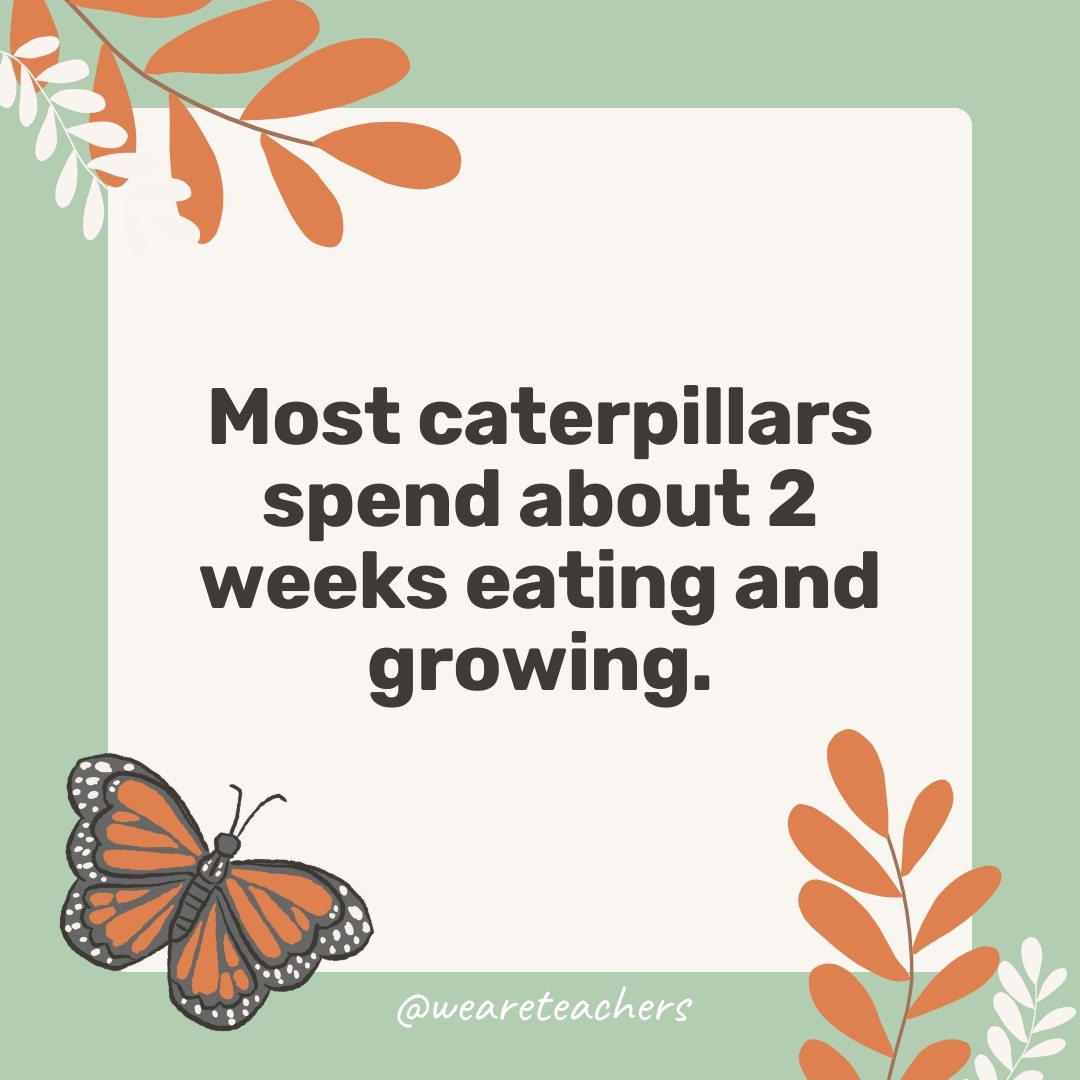 Most caterpillars spend about 2 weeks eating and growing.- facts about butterflies