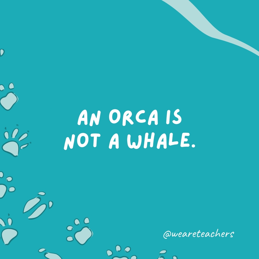 An orca is not a whale.- animal facts