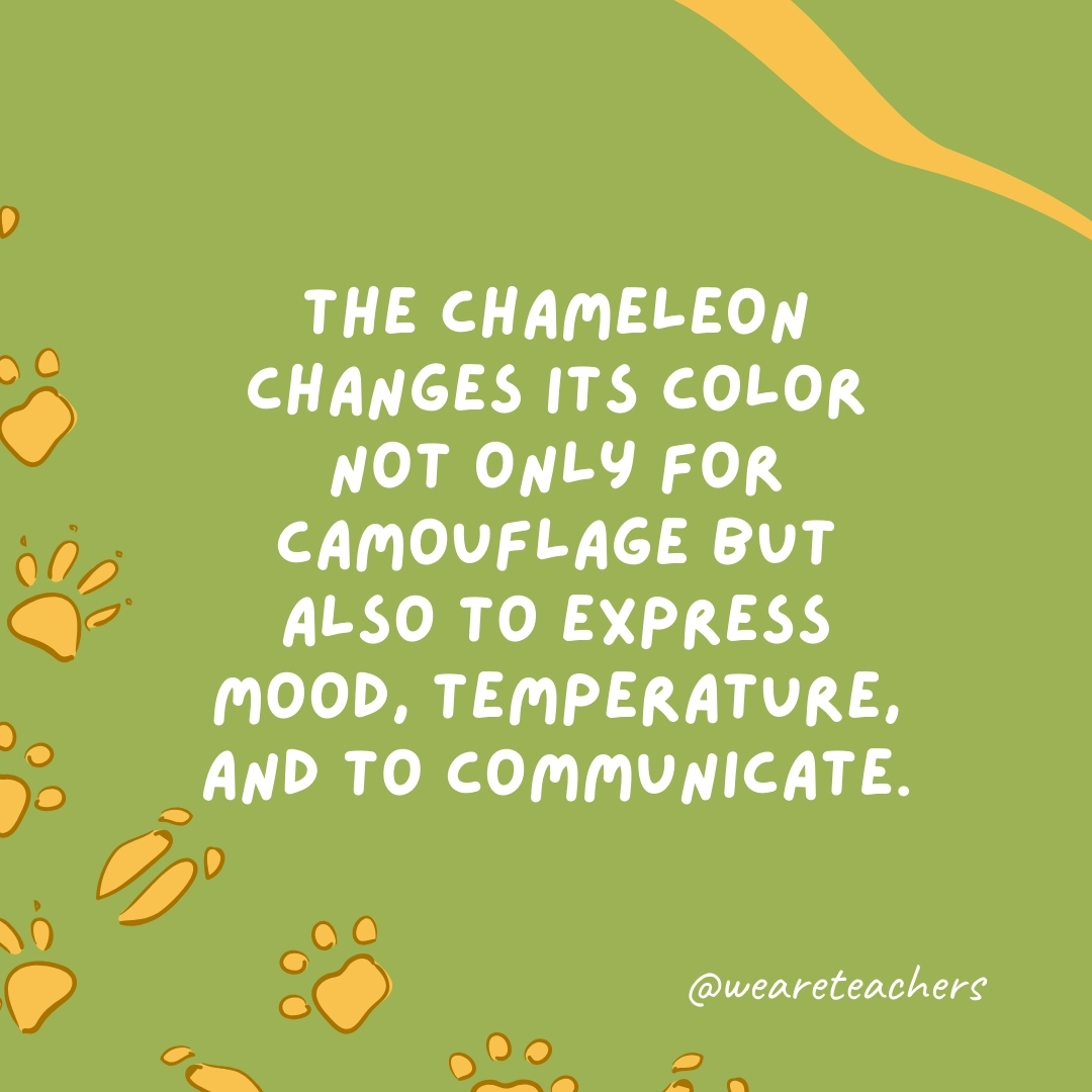 The chameleon changes its color not only for camouflage but also to express mood, temperature, and to communicate.