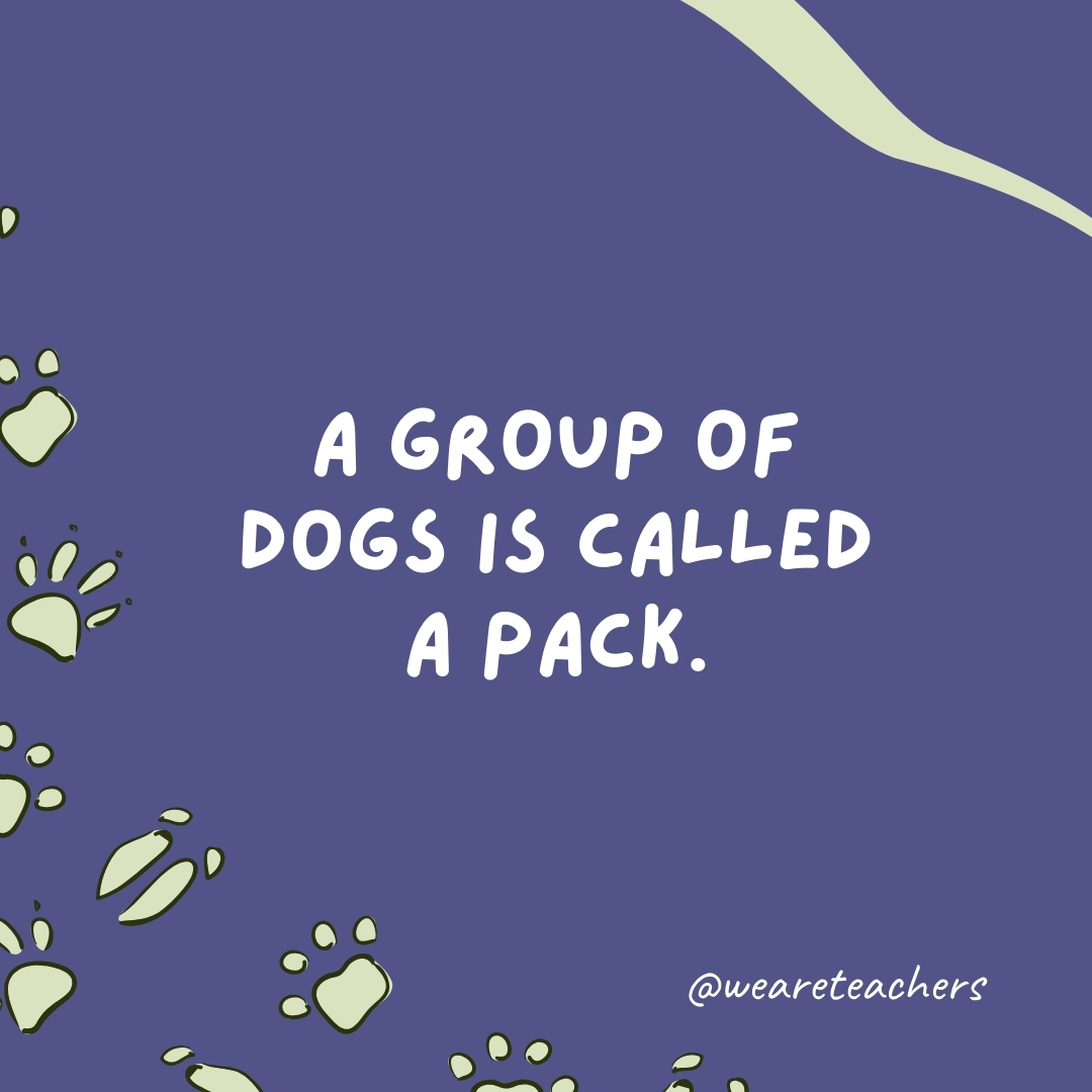 A group of dogs is called a pack.