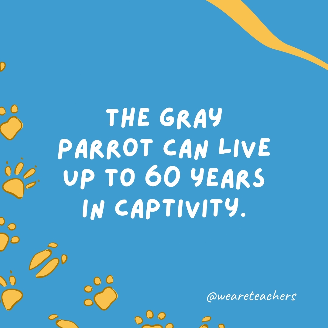 The gray parrot can live up to 60 years in captivity.- animal facts