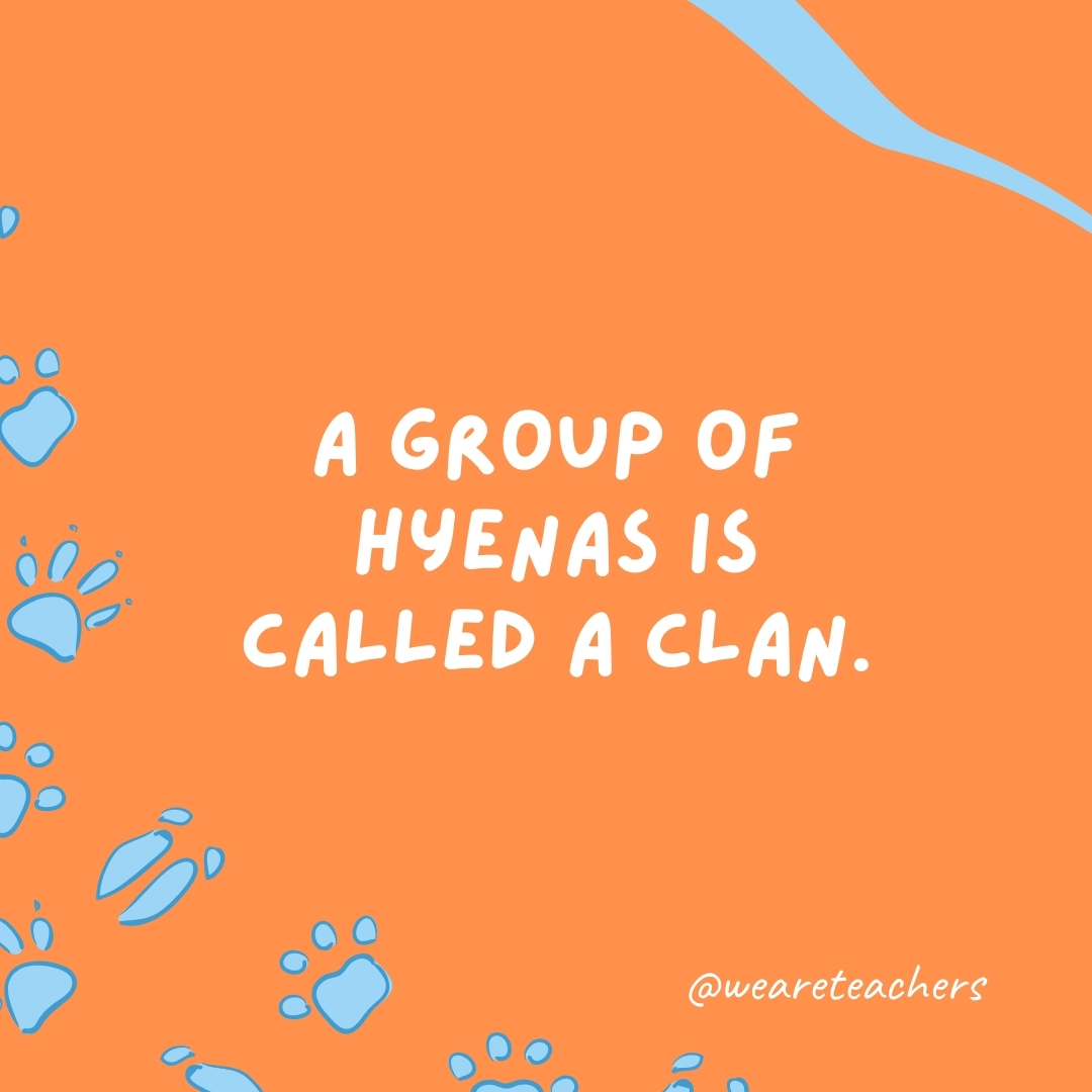 A group of hyenas is called a clan.