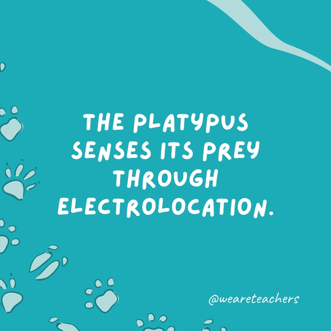 The platypus senses its prey through electrolocation.- animal facts