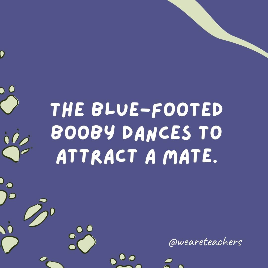 The blue-footed booby dances to attract a mate.- animal facts