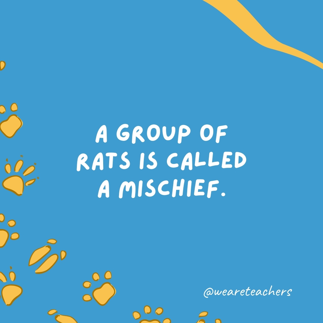 A group of rats is called a mischief.